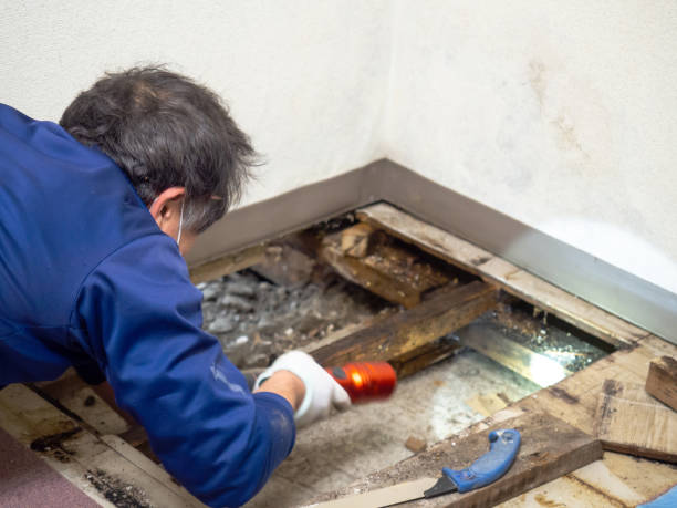 Best Residential Mold Remediation in Varnell, GA