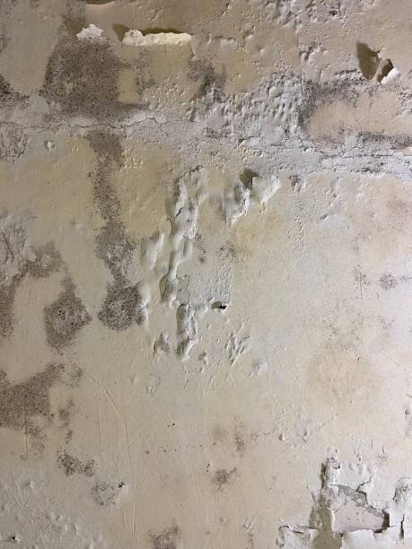 Best Bathroom Mold Remediation in Varnell, GA